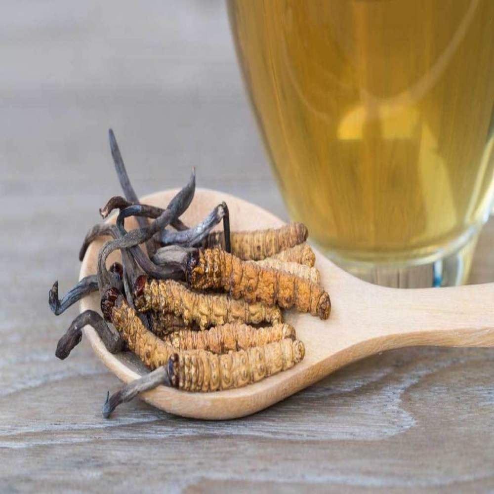 كبسولات فطر كورديسبس Cordyceps